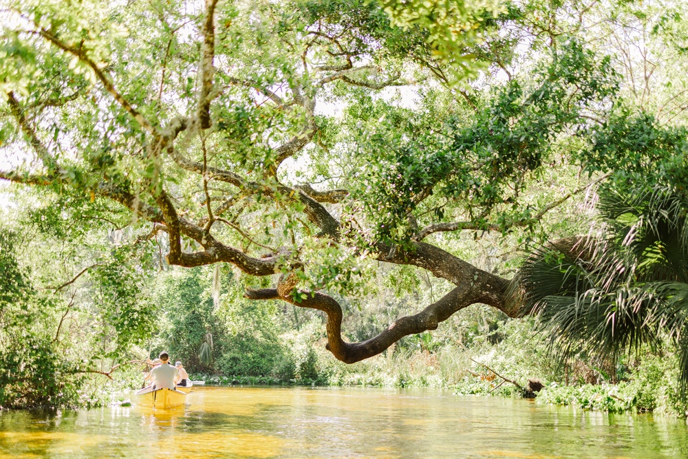 tree over water at kings landing florida
