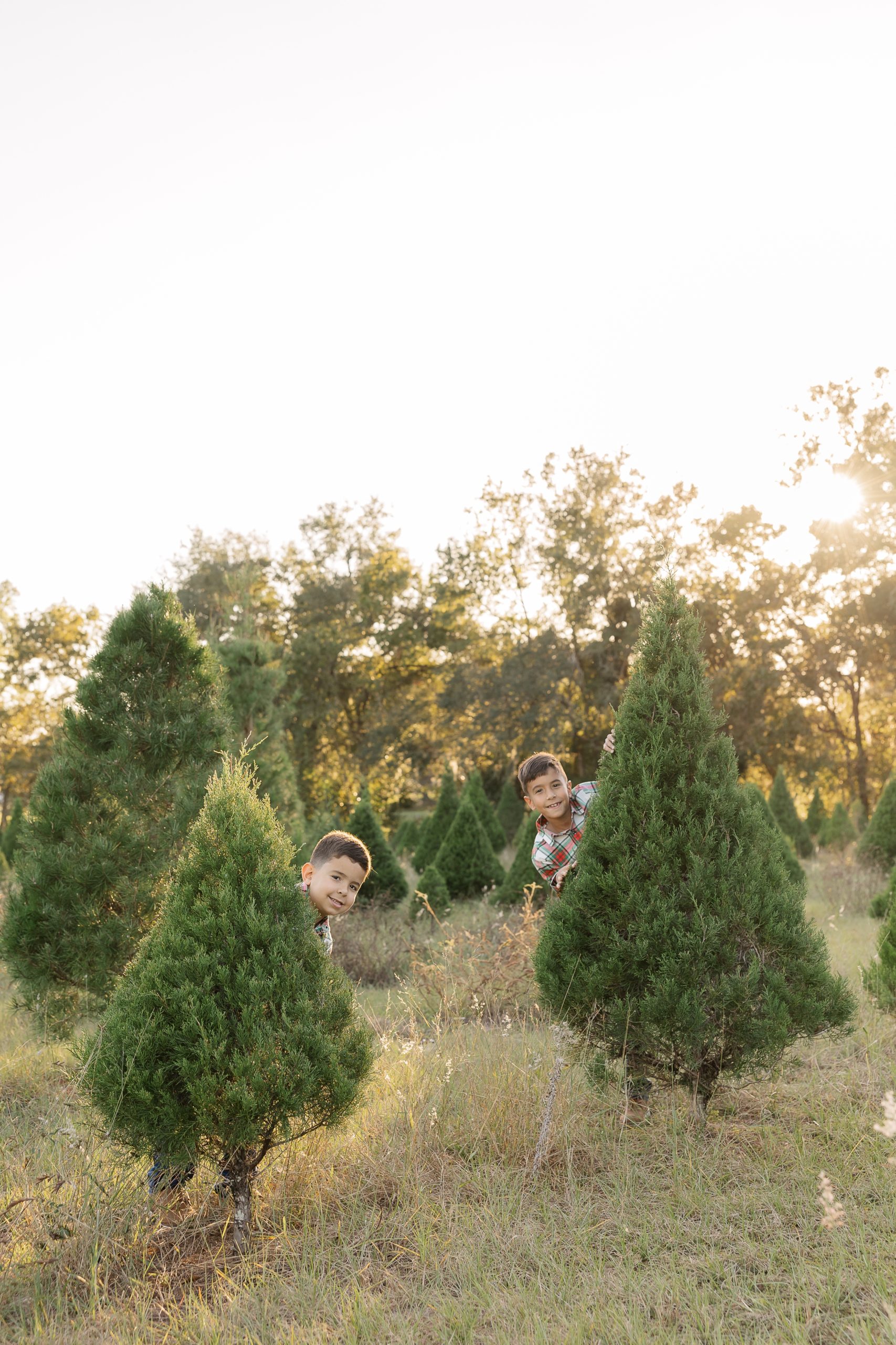 two boys peaking from behind christmas trees